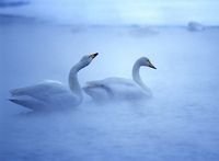 pic for lovely swans  